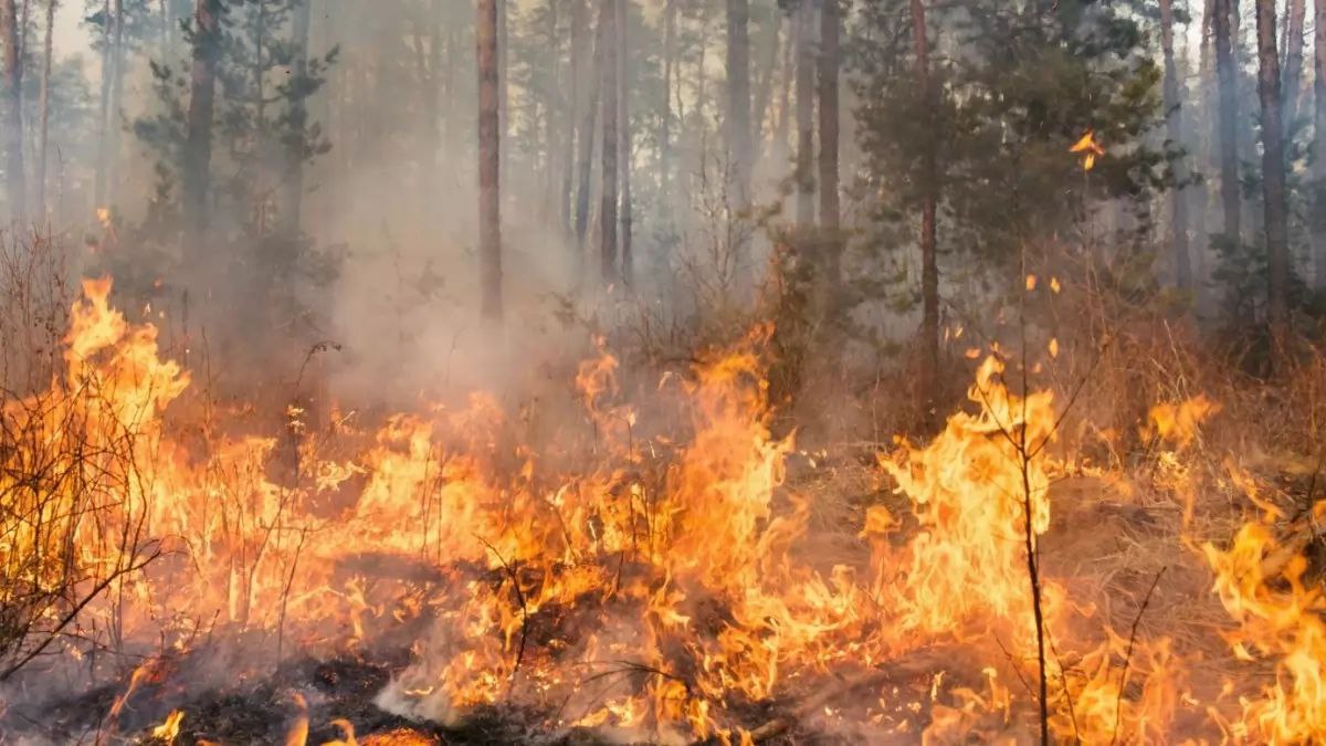 photo_6255557482680269182_y (1)