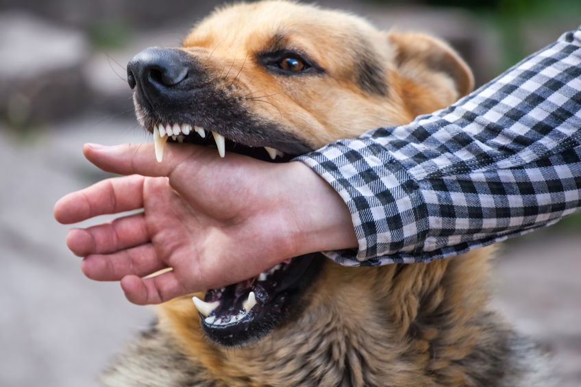 81053106 - a male german shepherd bites a man by the hand.