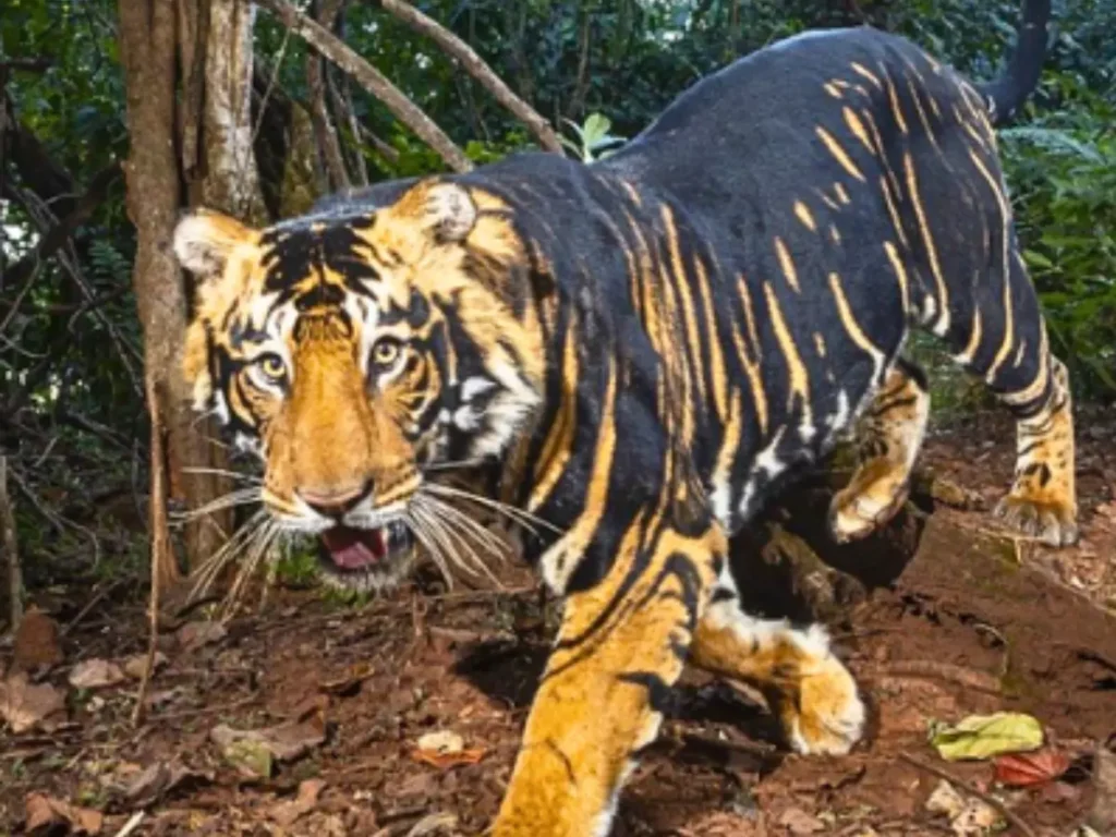 tiger