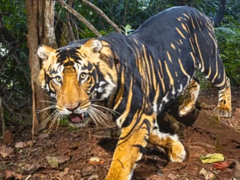 tiger