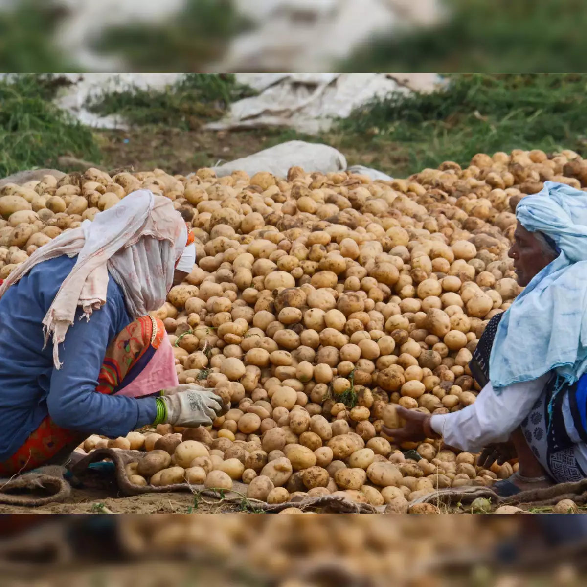 potato-price-gains-in-india-due-to-rains