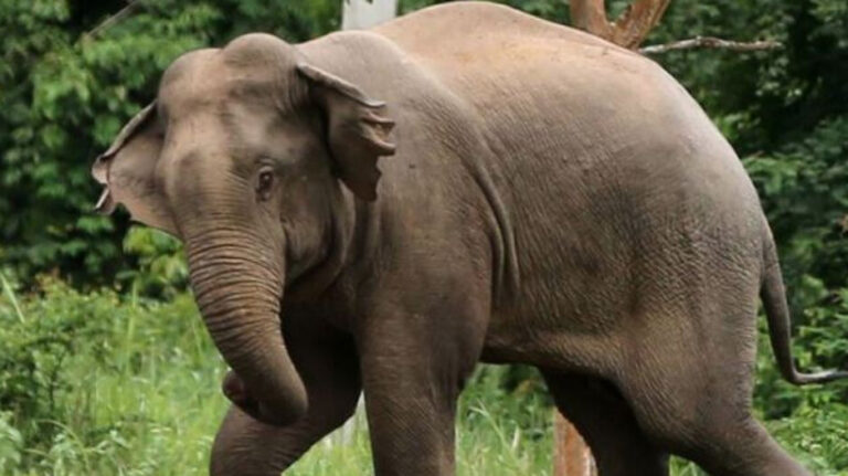 Elephant_1725416443