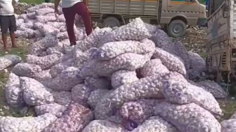 Garlic_1726118714