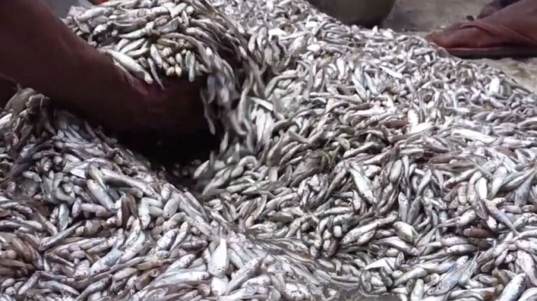 Small_Fish_1725433576