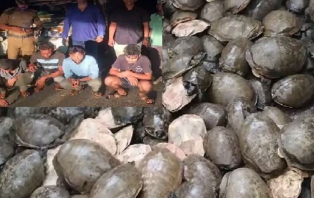 TURTLES