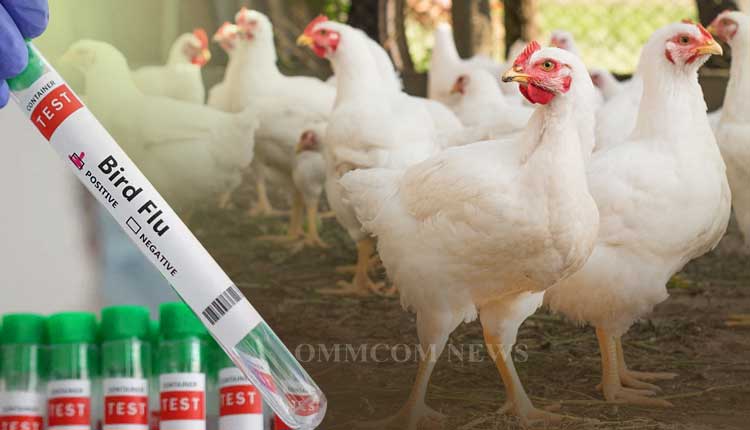 bird-flu-1
