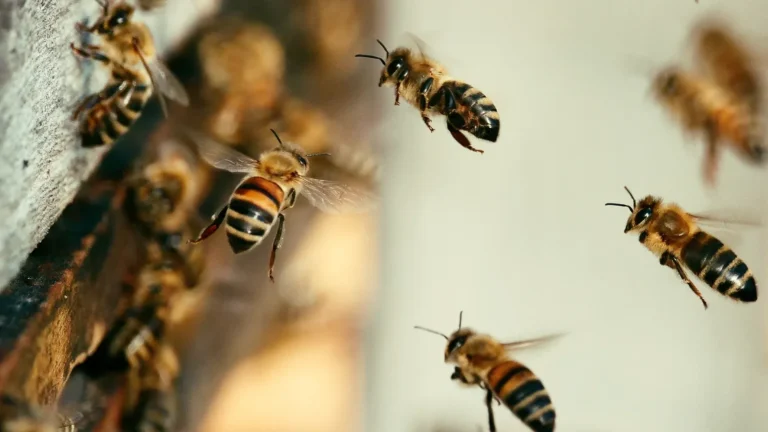 honey_bees_banner