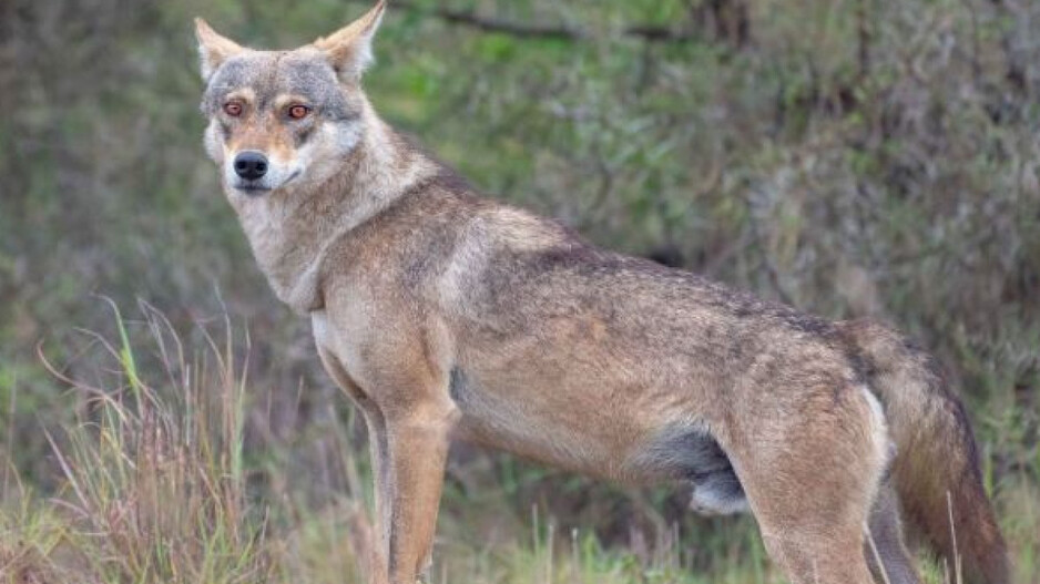 wolf_1726112207
