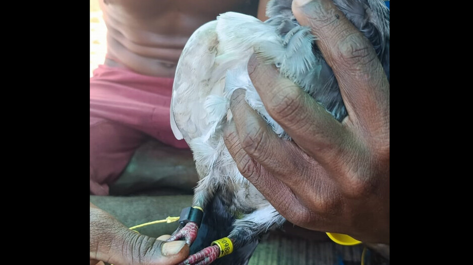 Pigeon_1729394274