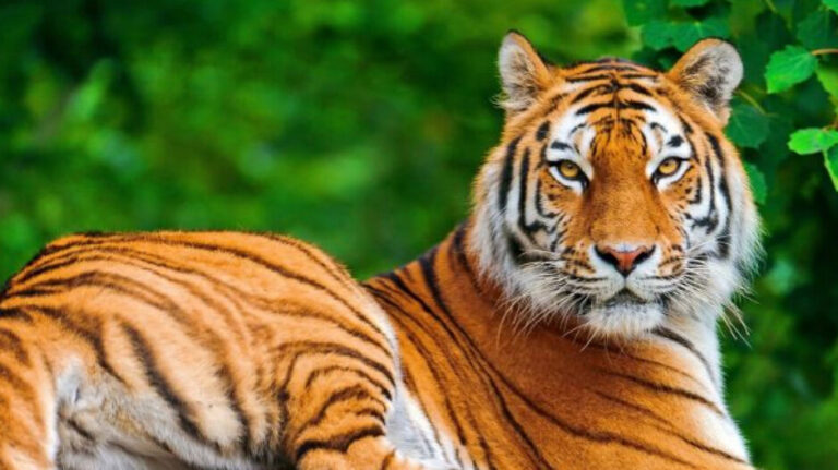 Tiger_1729150121