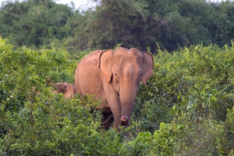 ©adityacpanda_asianelephant_bhubaneswar