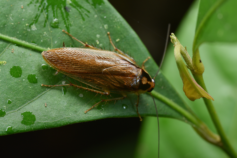 cockroach-on-leaf-800-x-600