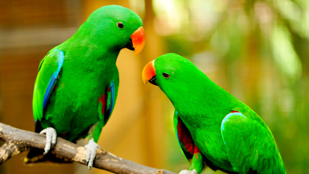 parrot