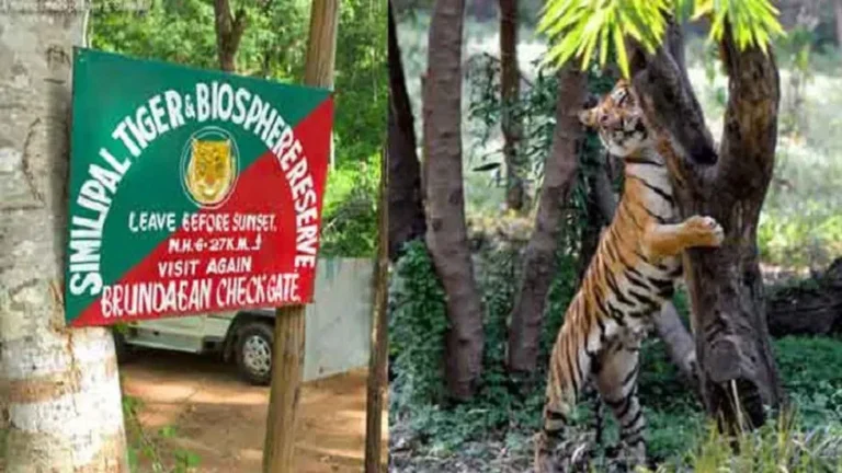 similipal_aec5dbd919