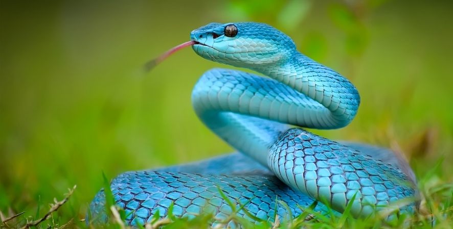 reptile-blue-viper